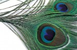 Peacock eye top